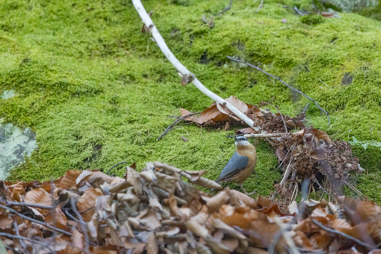 Noch ein paar Bilder ...