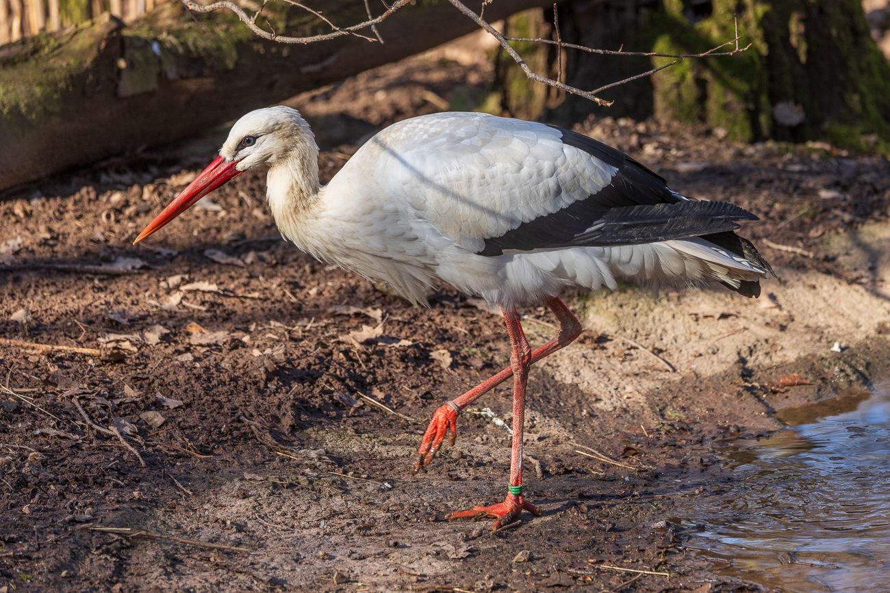 Weißstorch