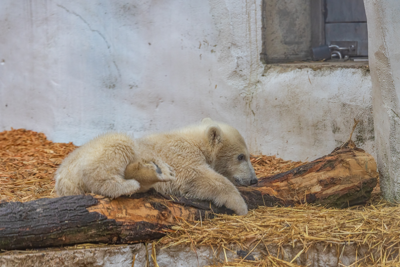 ... und ein Kampf mit einem Stück Holz