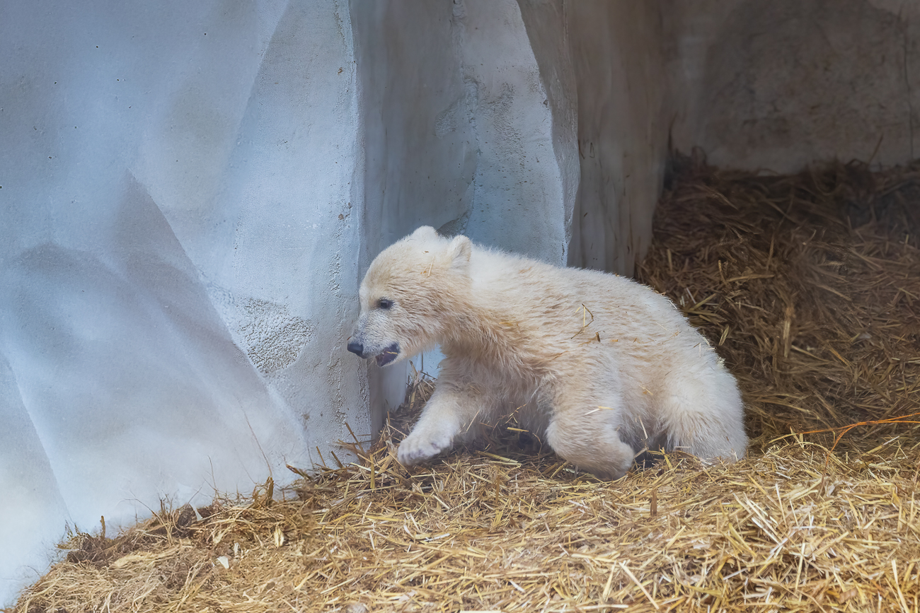 Kurzer Sprint aus der Höhle ...