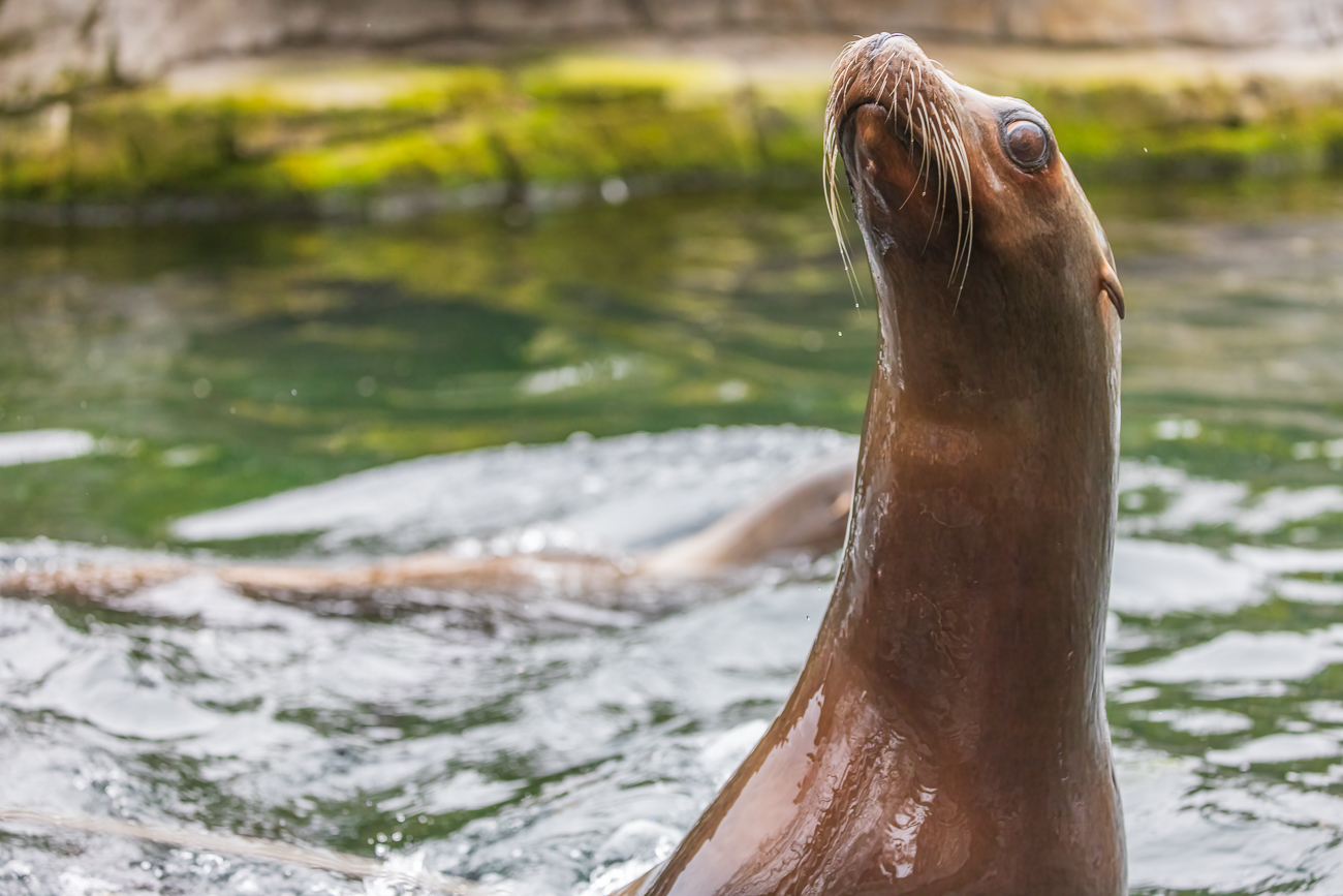 Weiblicher Seelöwe