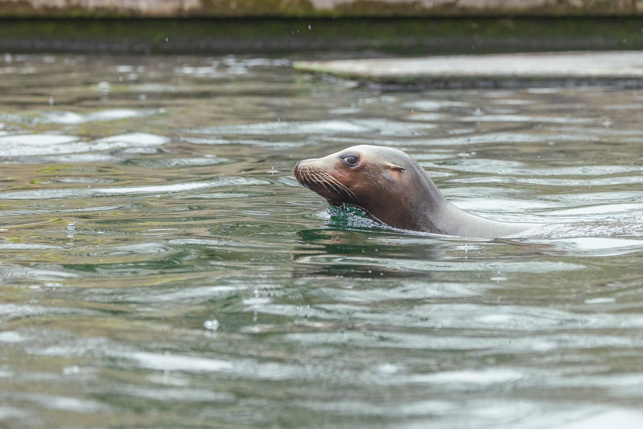Kalifornischer Seelöwe [Zalophus californianus]