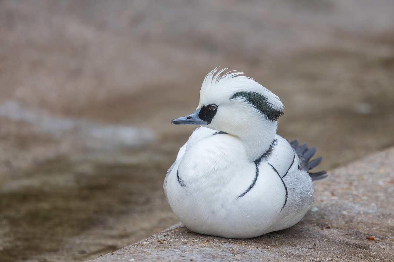 Zwergsäger [Mergellus albellus], männlich