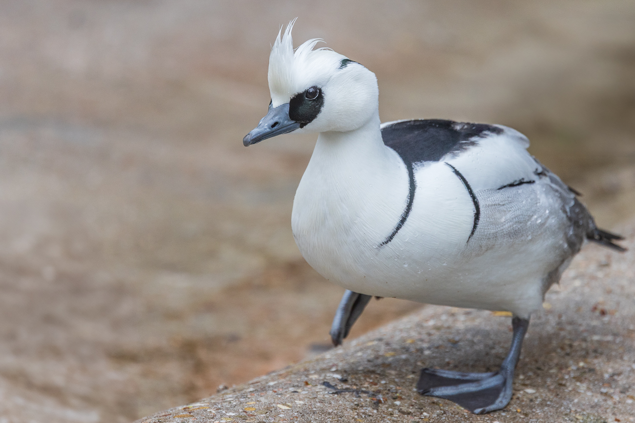 Zwergsäger [Mergellus albellus], männlich