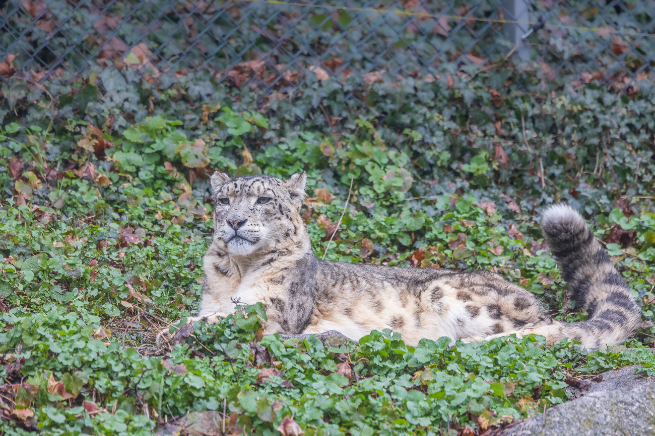 Schneeleopard [Panthera uncia]