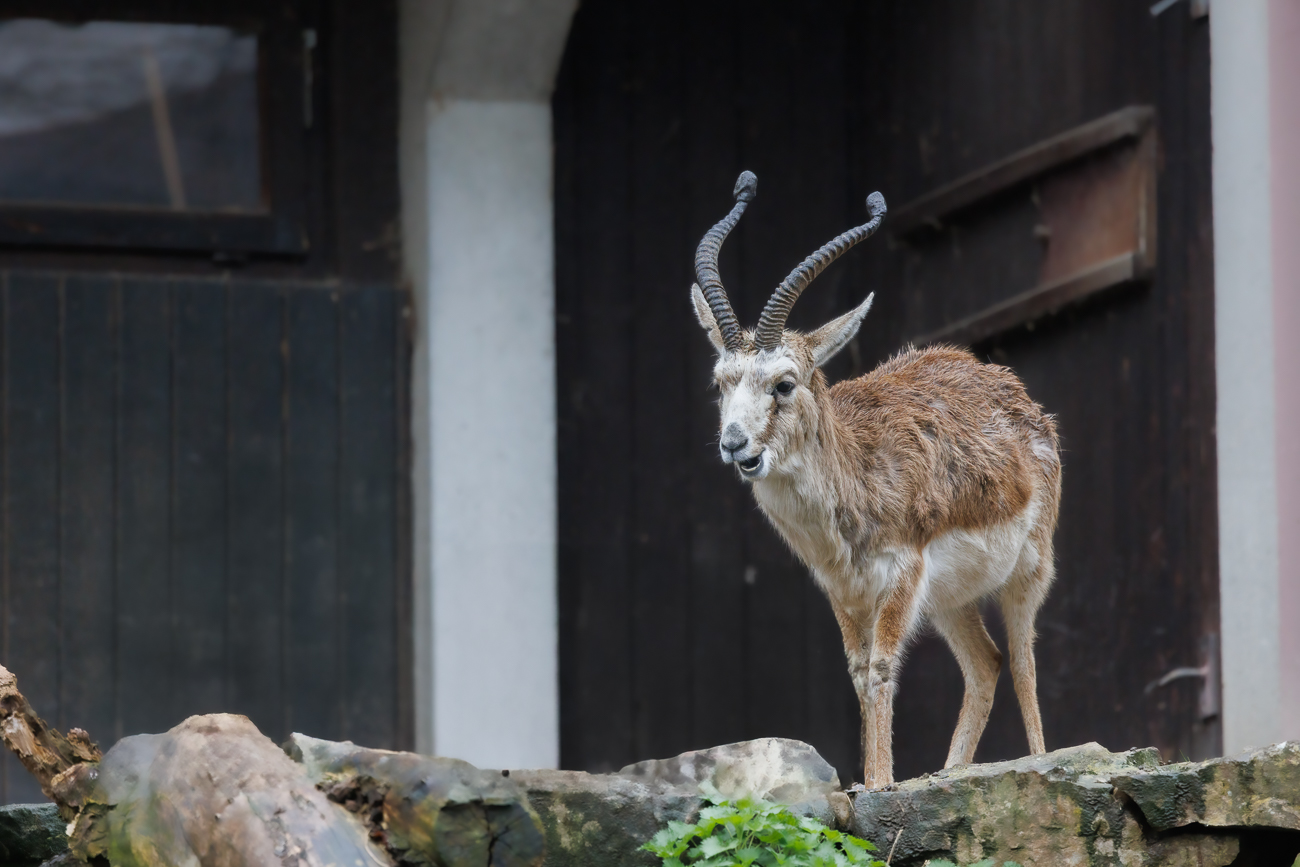 Kropfgazelle [Gazella subgutturosa]