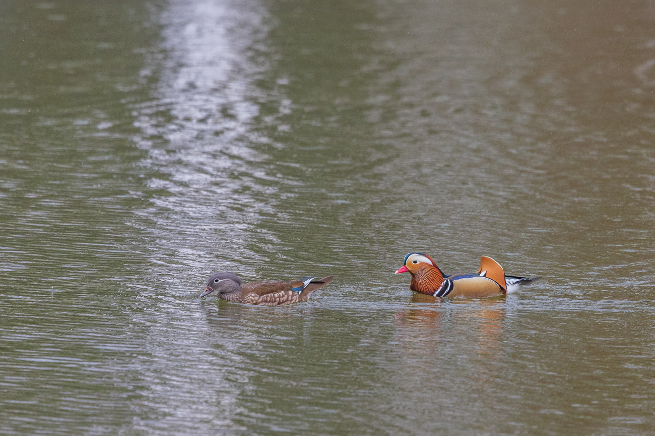 Mandarinente [Aix galericulata], weiblich und männlich