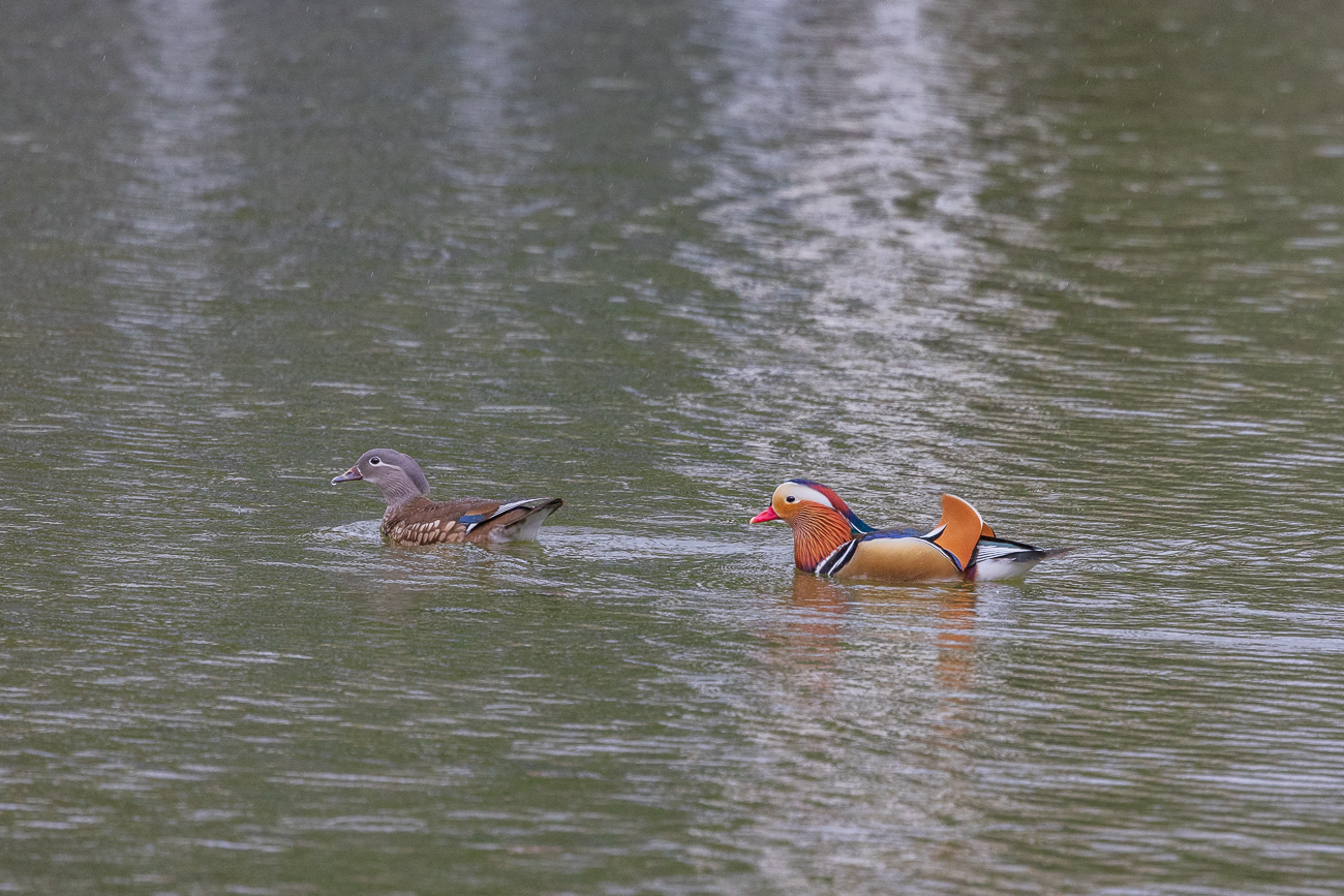 Mandarinente [Aix galericulata], weiblich und männlich
