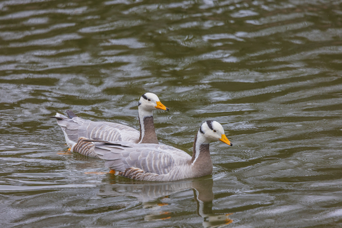 Streifengans [Anser indicus]