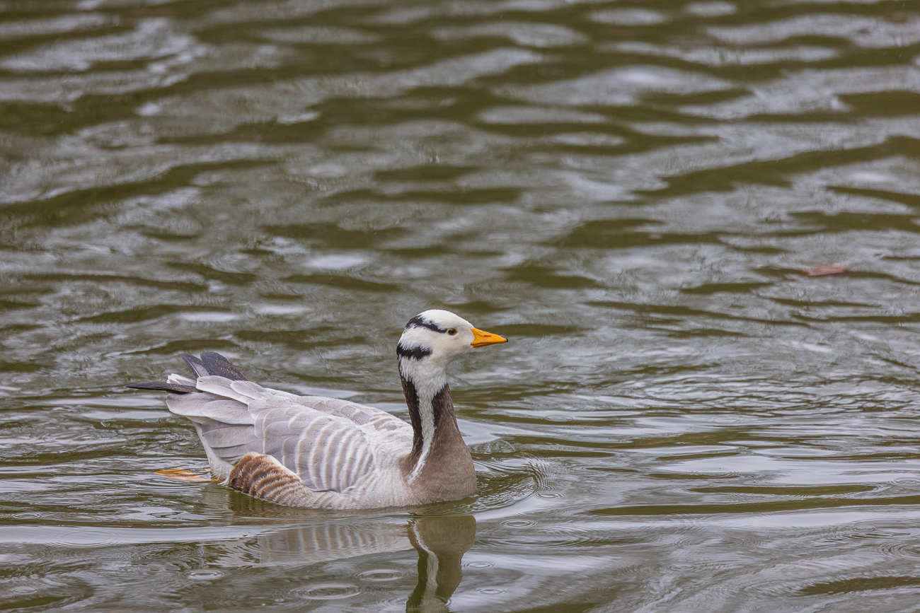 Streifengans [Anser indicus]