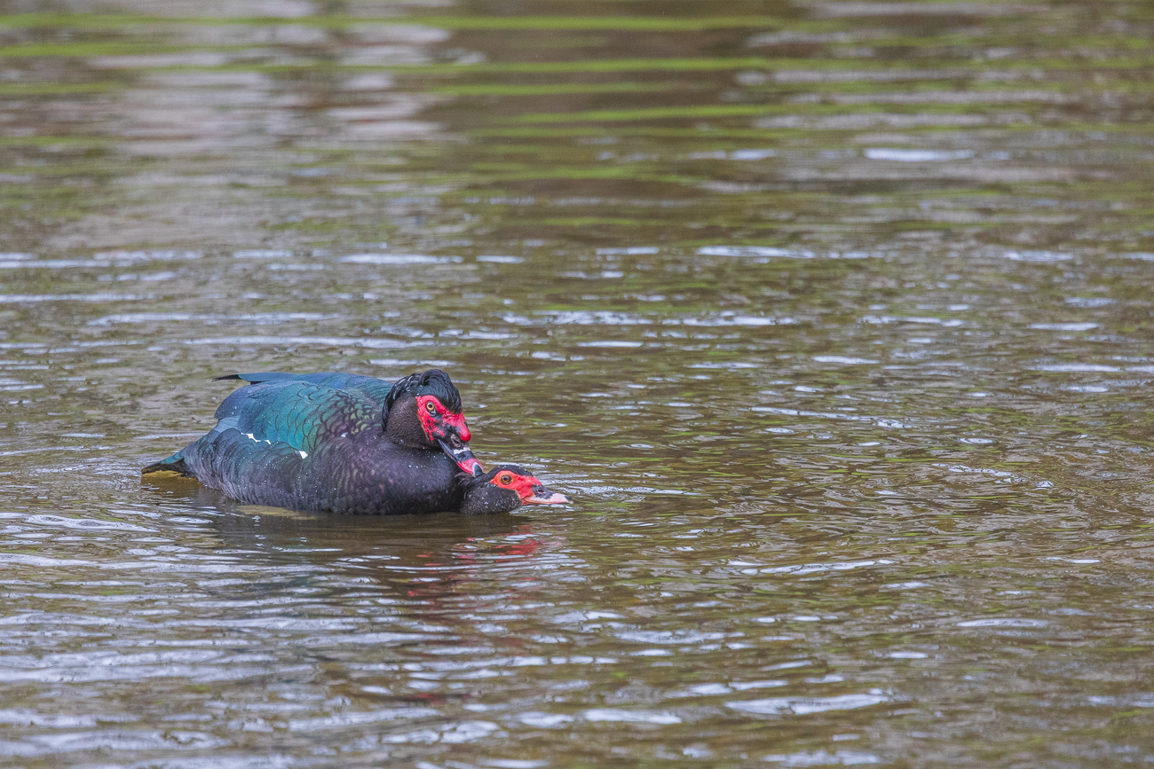 Moschusente [Cairina moschata] bei der Paarung im Wasser, war einer Vergewaltigung nicht unähnlich ...