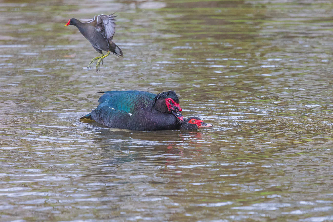 ... die Aufregung schien auch das Teichhuhn [Gallinula chloropus] zu stören