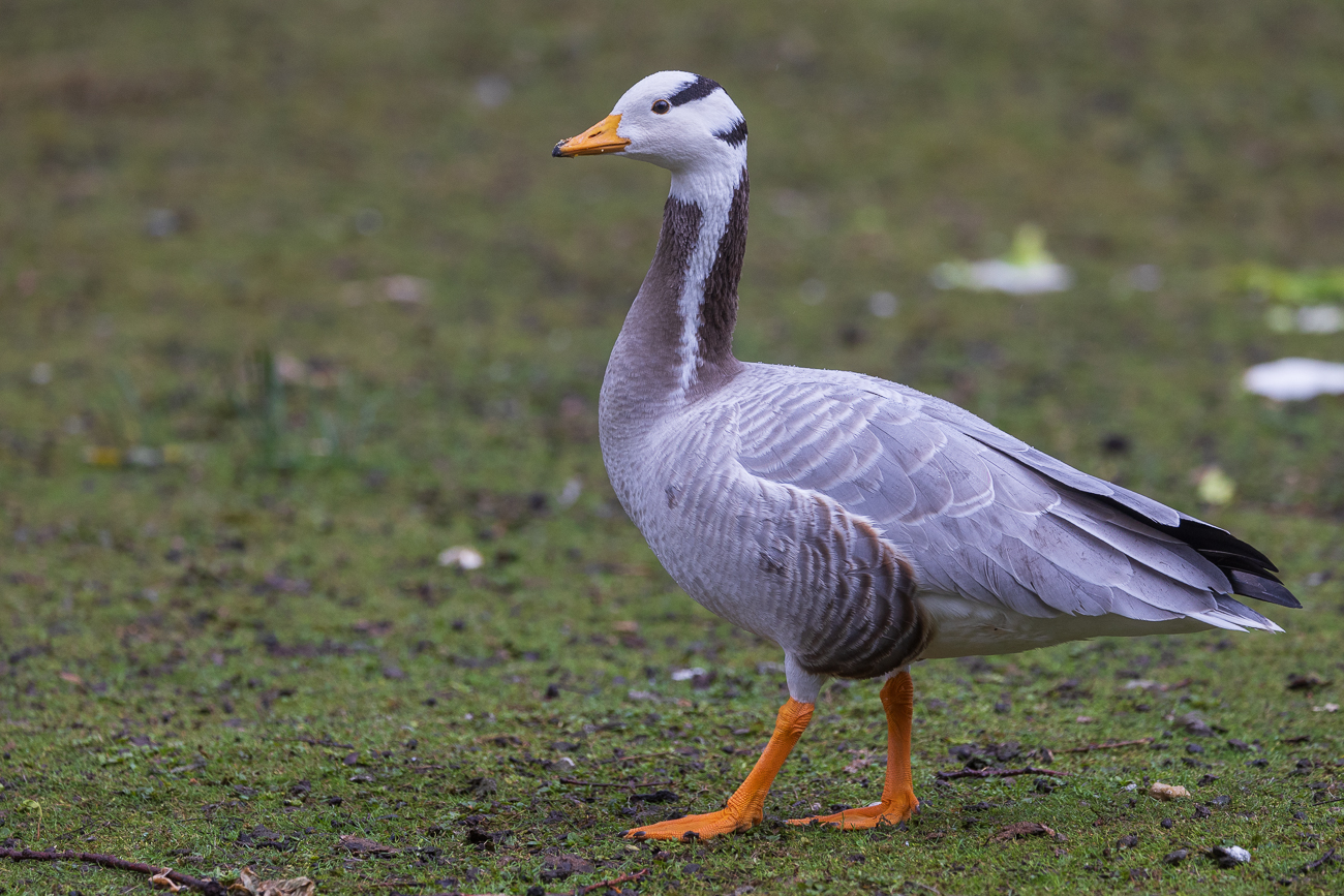 Streifengans [Anser indicus]