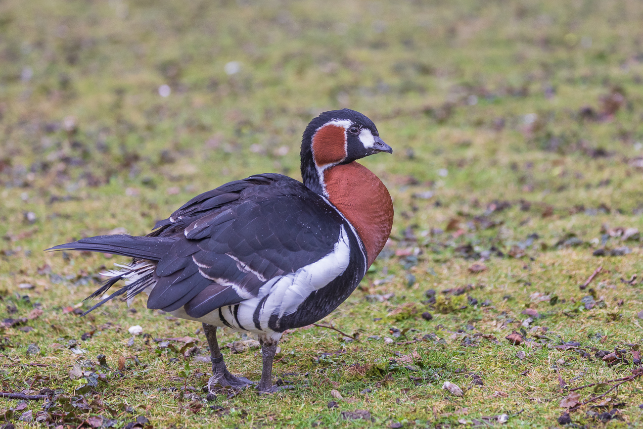 Mandarinente [Aix galericulata], weiblich und männlich