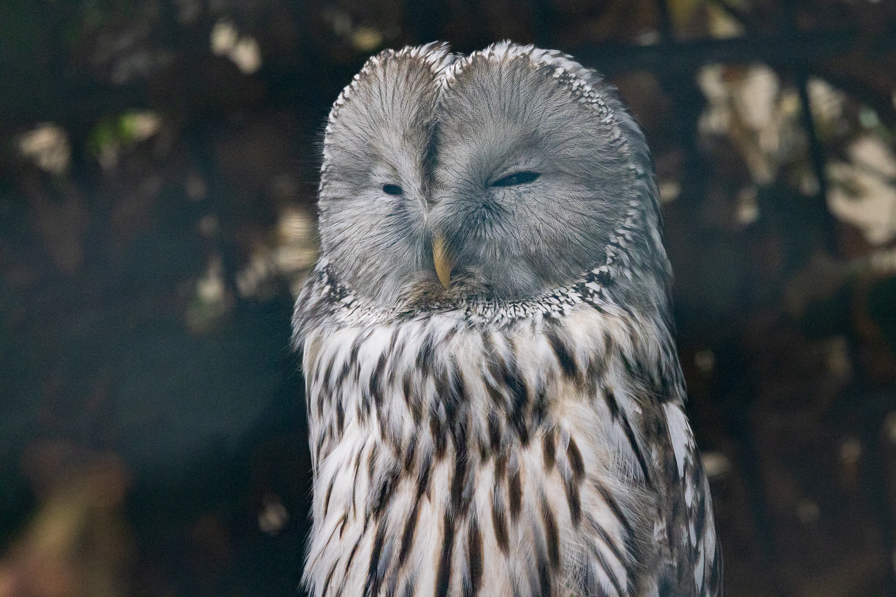 Habichtskauz [Strix uralensis]