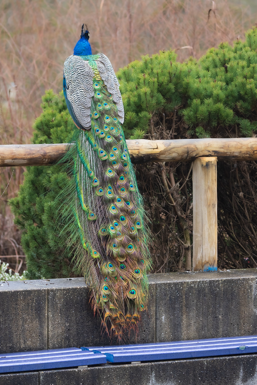Blauer Pfau [Pavo cristatus]