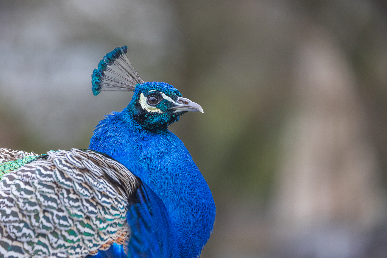 Blauer Pfau [Pavo cristatus]