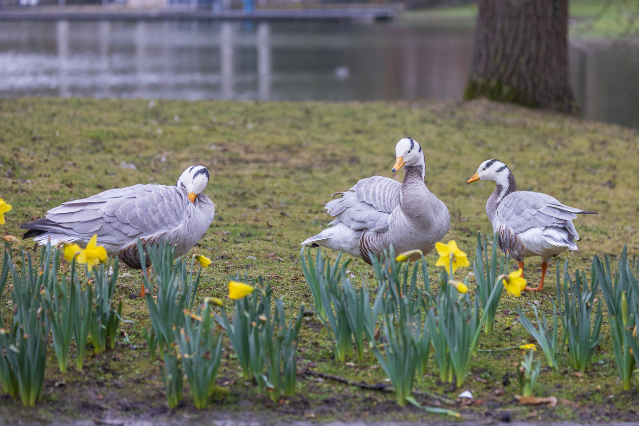 Streifengänse [Anser indicus] hinter Osterglocken