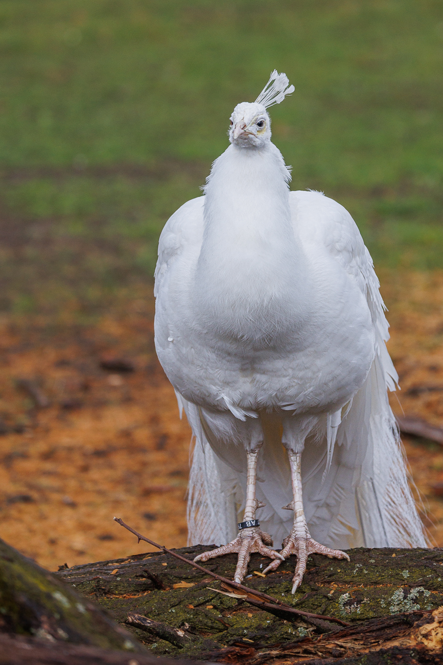Weißer Pfau [Pavo cristatus mut. albi]