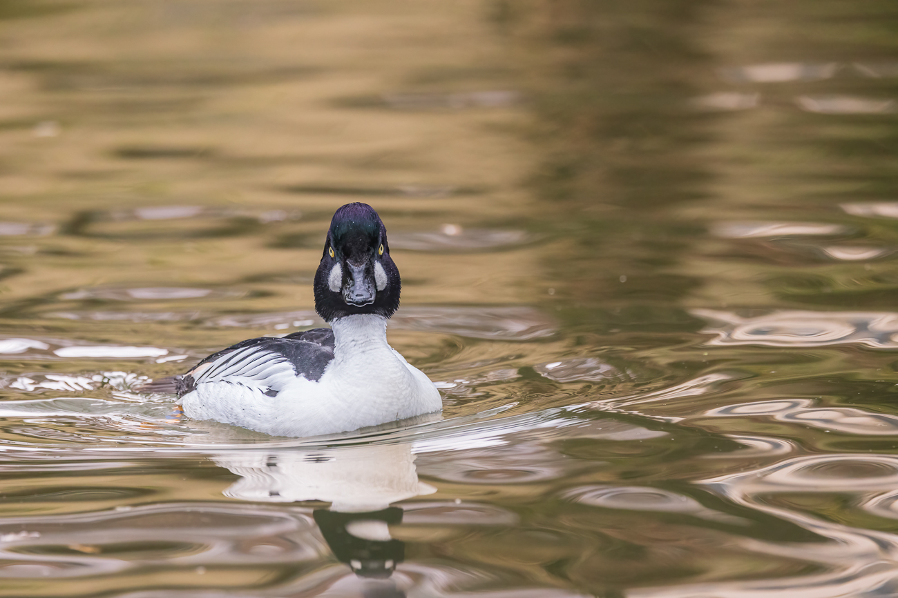Schellente [Bucephala clangula], männlich