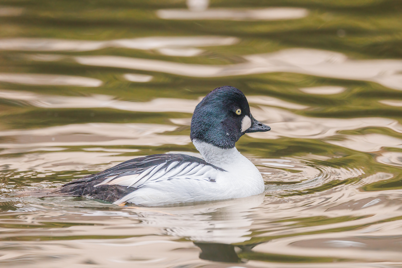 Schellente [Bucephala clangula], männlich