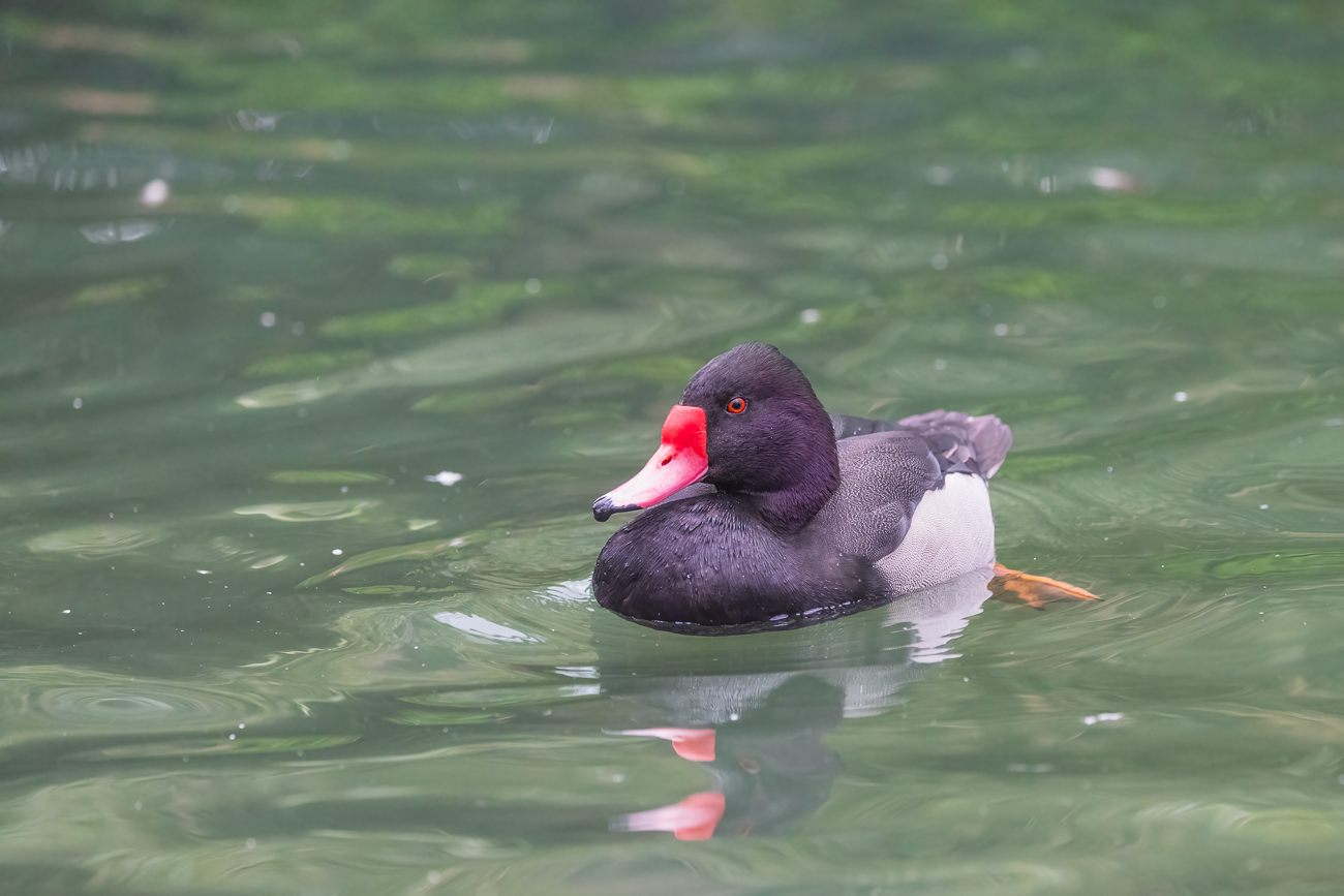 Rosenschnabelente [Netta peposaca]