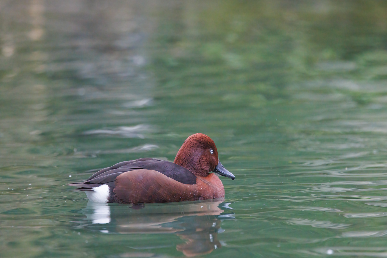 Moorente [Anser Aythya nyroca], männlich