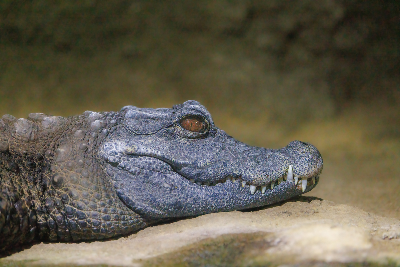 Mississippi-Alligator [Alligator mississippiensis]