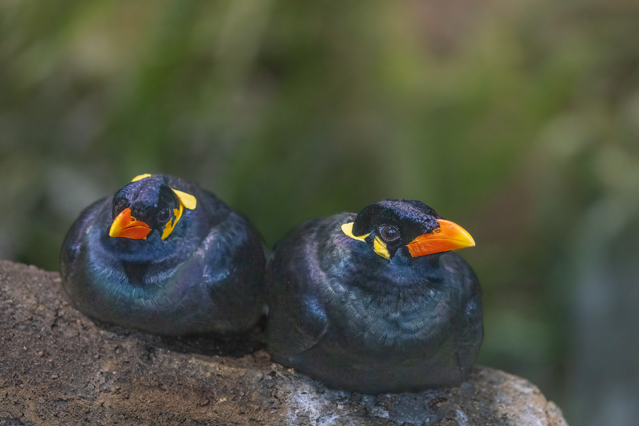 Bergbeo [Gracula religiosa]