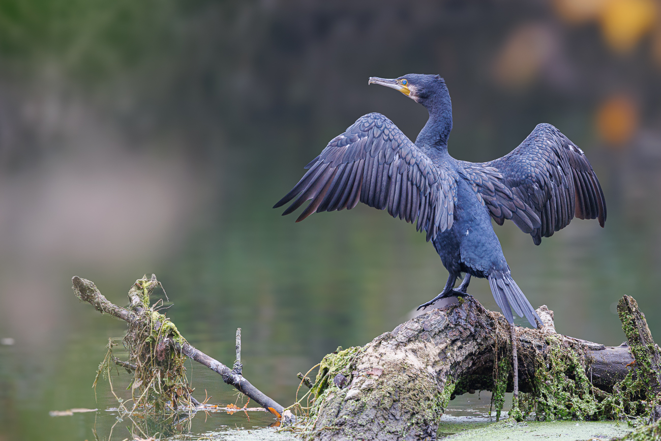 Kormoran [Phalacrocorax carbo]