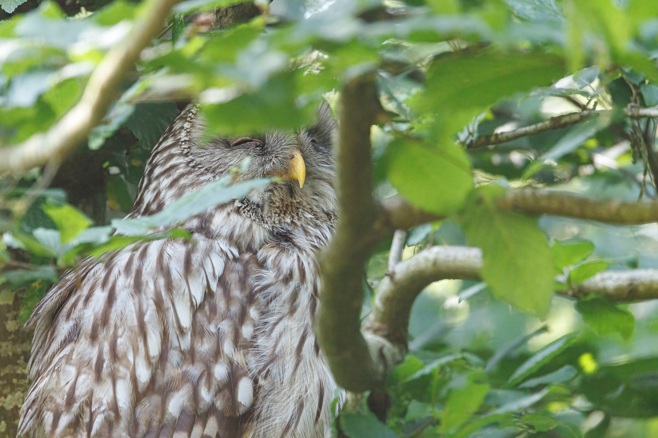 ... und ist wohl müde ;-)