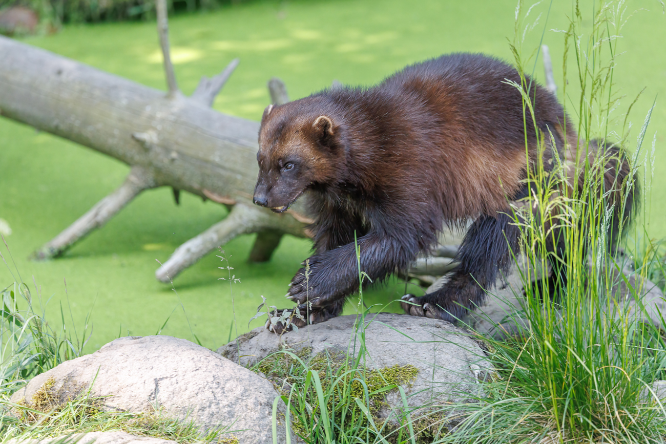 ... und streift durch sein Gehege