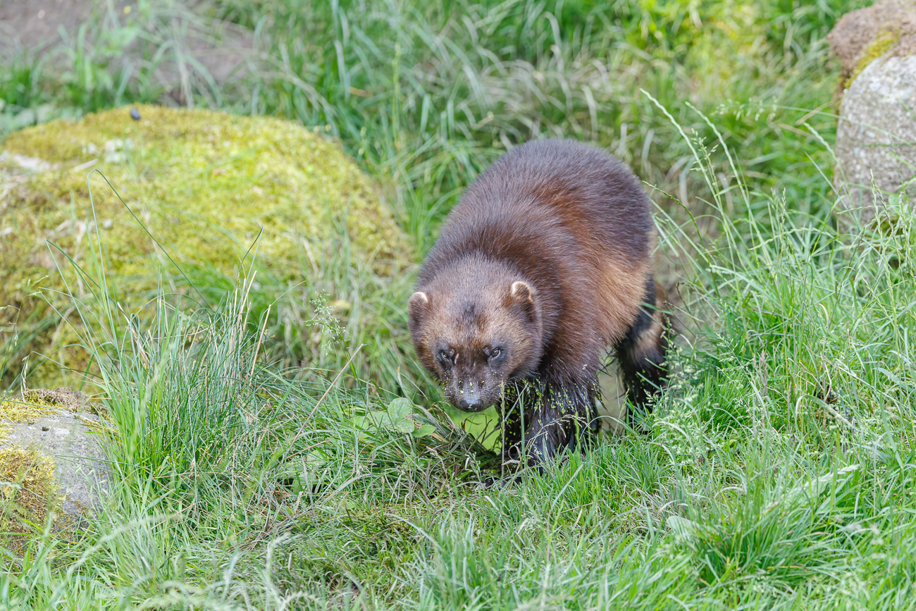 ... geht es über die Wiese ...