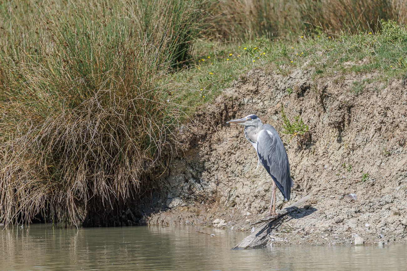 Graureiher [Ardea cinerea]