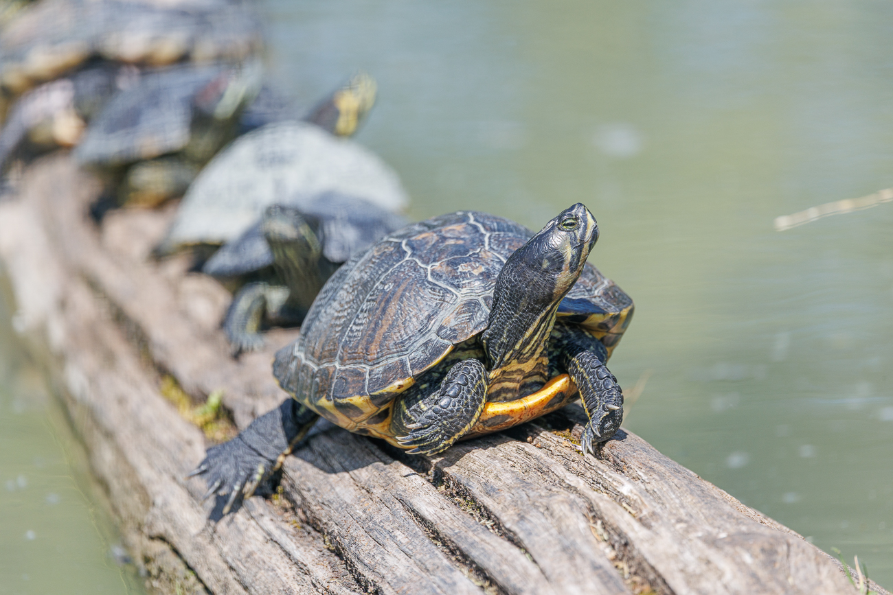 Nordamerikanische Buchstaben-Schmuckschildkröte [Trachemys scripta]