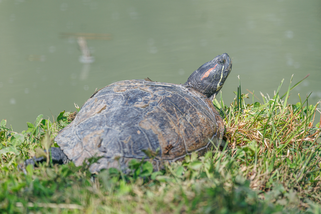 Rotwangen-Schmuckschildkröte [Trachemys scripta elegans]