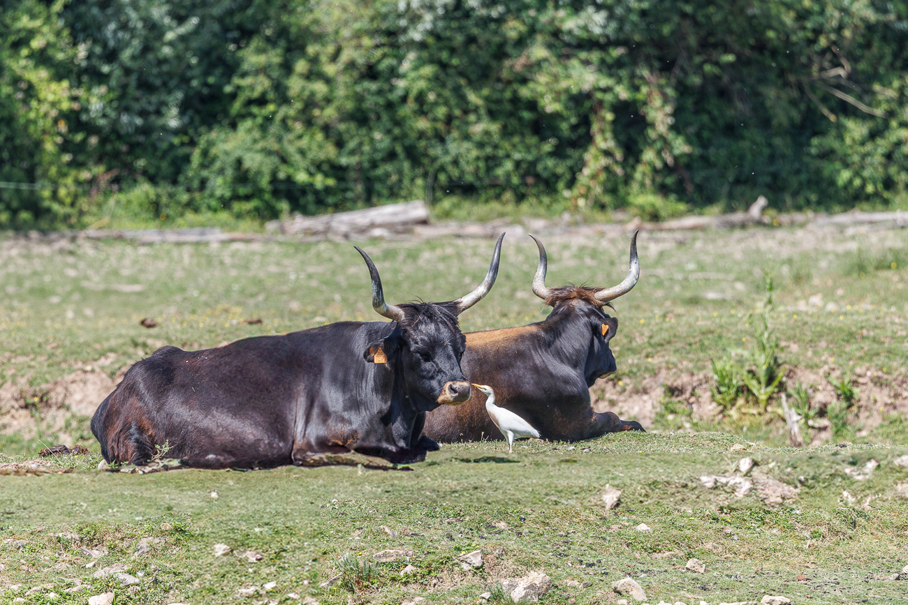 Heckrinder mit Kuhreiher [Ardea ibis]