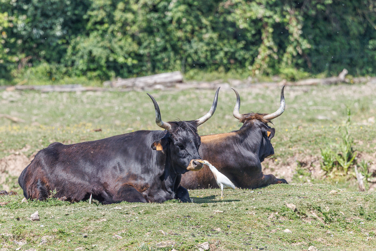 Die Kuhreiher entfernen die Plagegeister und die Rinder zucken nicht einmal