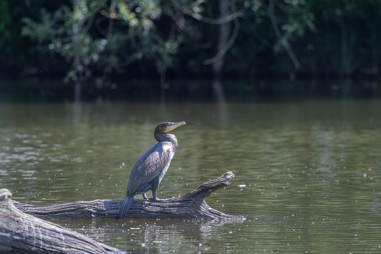 Kormoran [Phalacrocorax carbo]