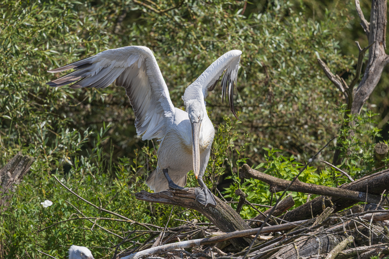 Gleichgewichtsprobleme? ;-)