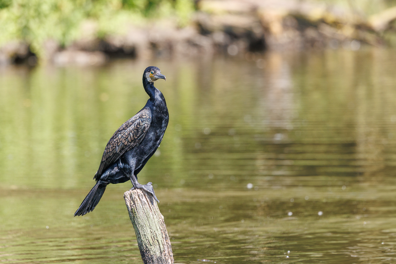 Kormorane haben kein wasserdichtes Gefieder ...