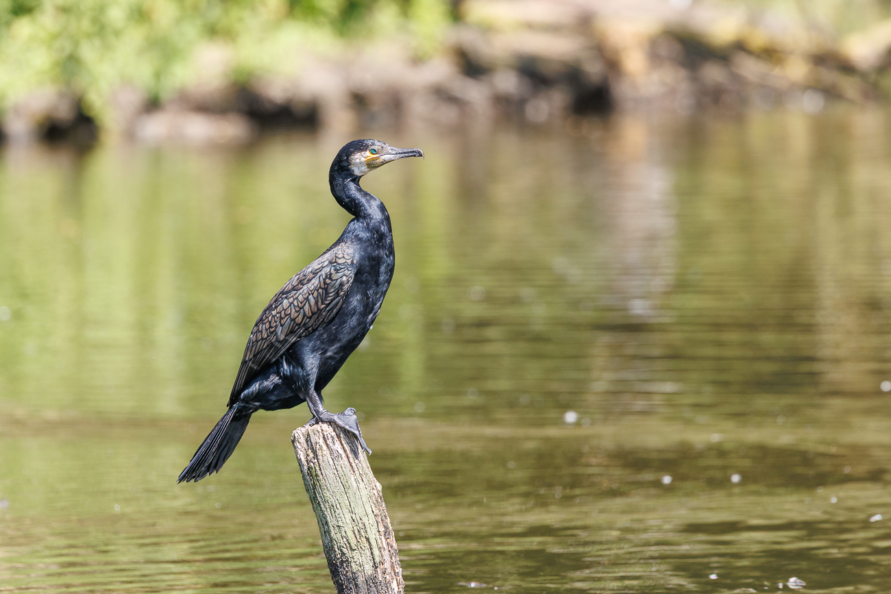 ... deshalb müssen sie es regelmäßig trocknen