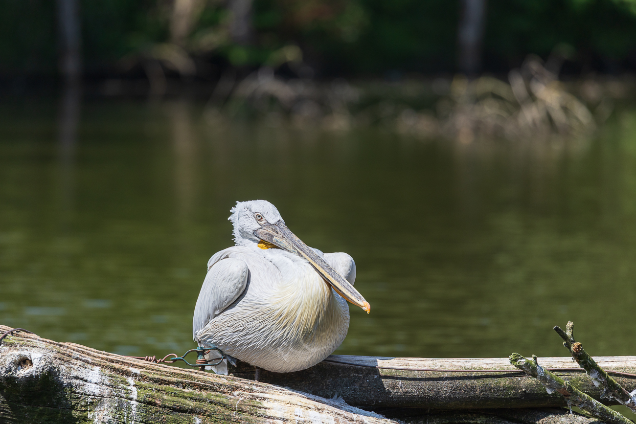 Rosapelikan [Pelecanus onocrotalus]