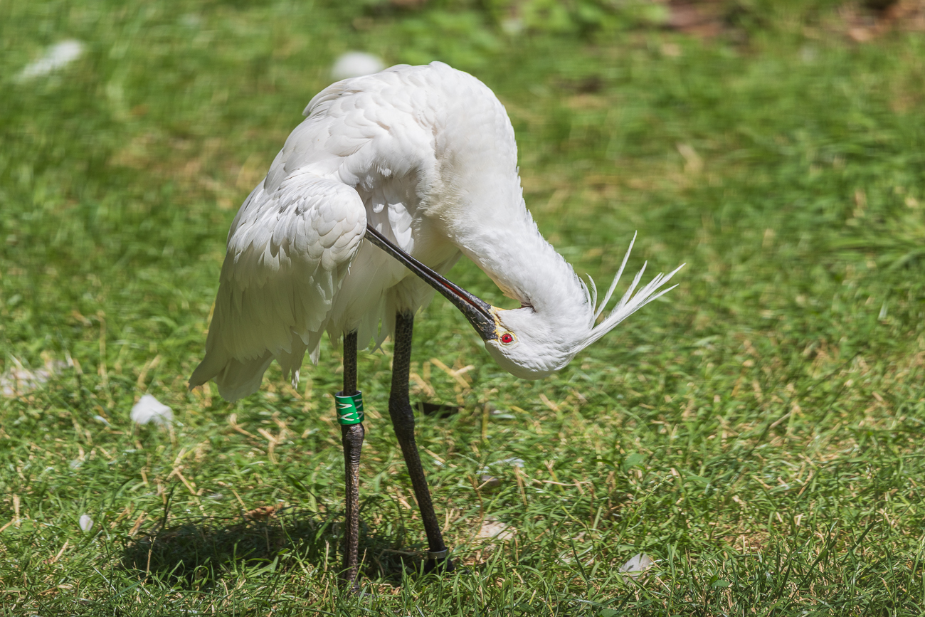 Löffler [Platalea leucorodia]