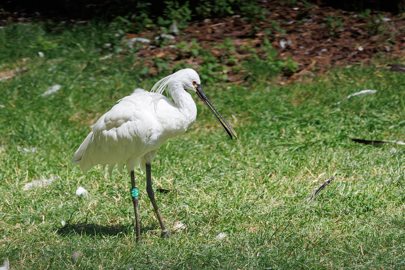 Löffler [Platalea leucorodia]