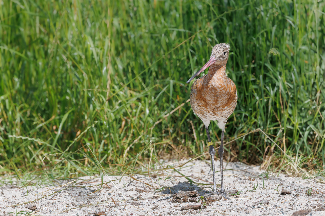 Regenbrachvogel [Numenius phaeopus]