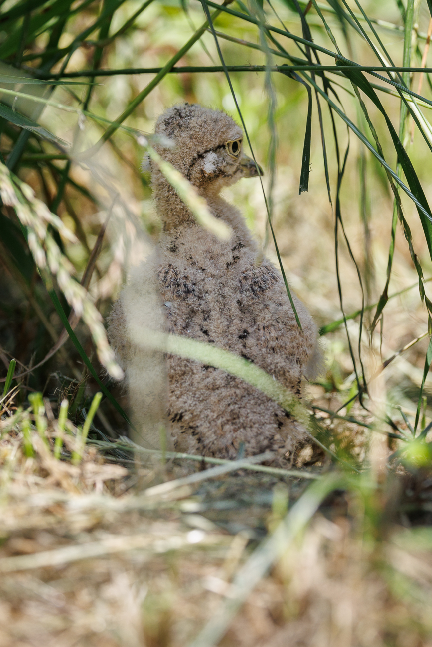 Küken des Kaptriel [Burhinus capensis]