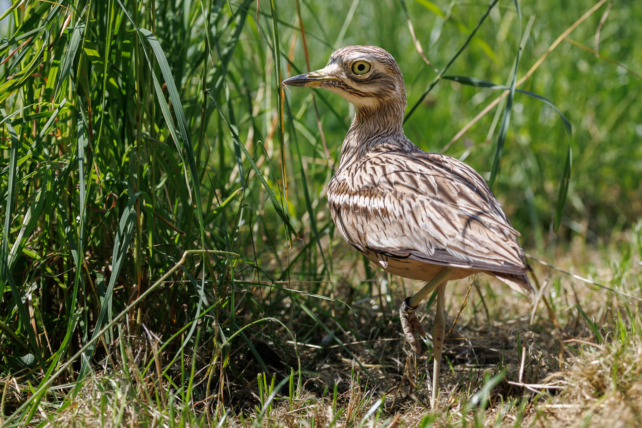 Kaptriel [Burhinus capensis]