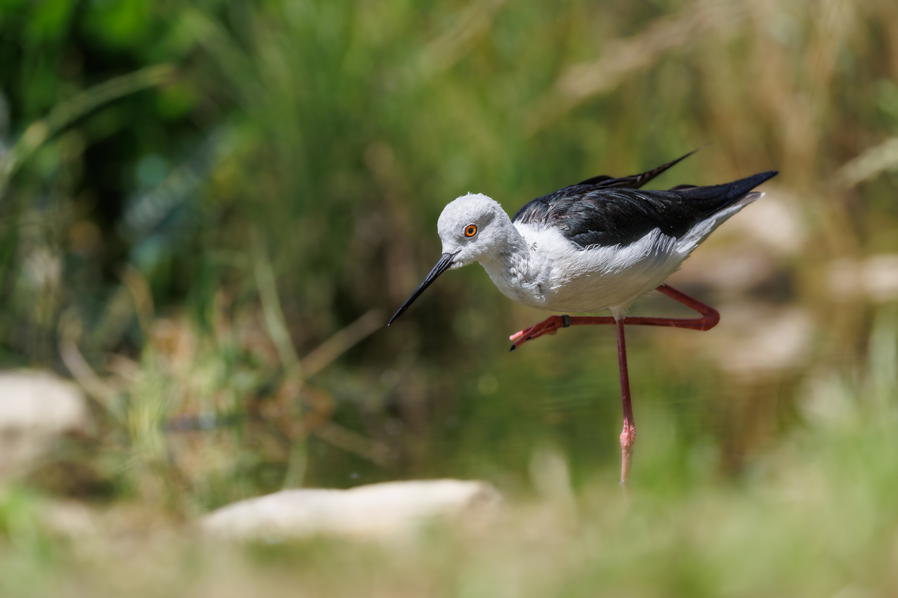 Stelzenläufer [Himantopus himantopus]