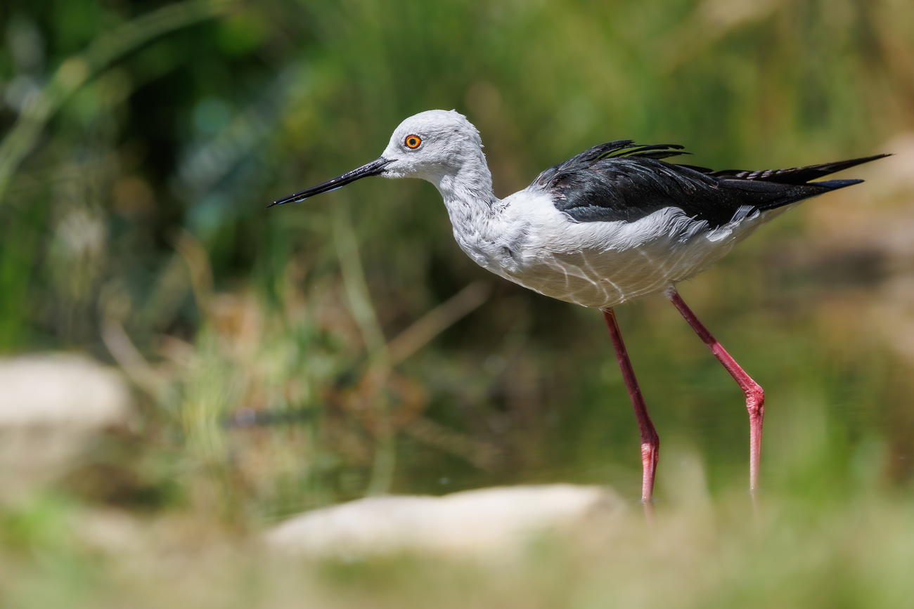 Stelzenläufer [Himantopus himantopus]